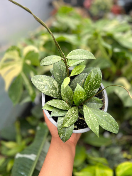 HOYA CRASSIPETIOLATA SPLASH 6"