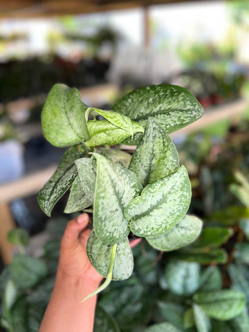 SCINDAPSUS MOUNT SALAK 6"