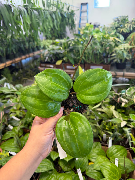HOYA SARAWAK 4" GROWER CHOICES