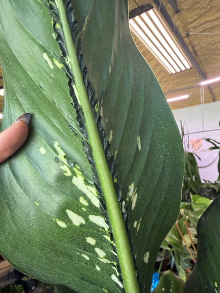DIEFFENBACHIA CROCODILE 3 GALLONS GROWER CHOICES