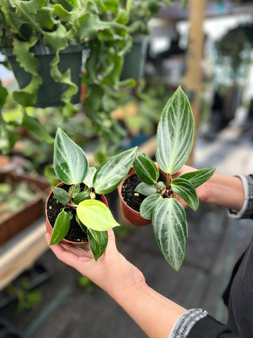 PEPEROMIA MACULOSA 4"