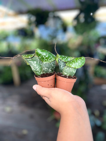 HOYA IMBRICATA 2"