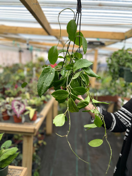 HOYA QUINQUINERVIA MOTHER PLANT 5"