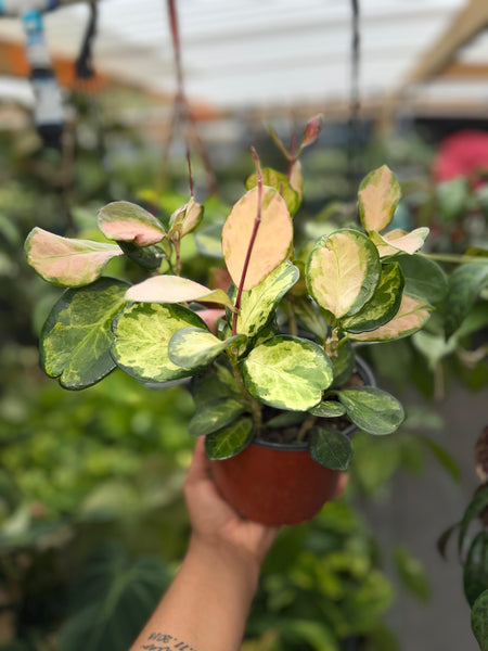 HOYA AUSTRALIS LISA 6"