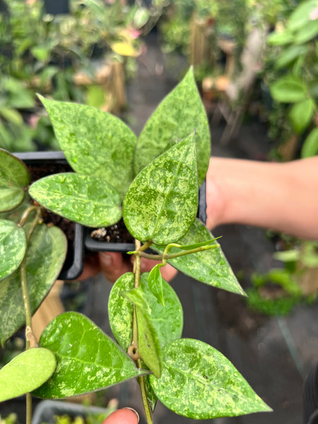 HOYA PARASITICA BLACK MARGIN SILVER SPLASH 3"