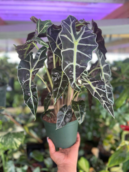 ALOCASIA POLLY 6"