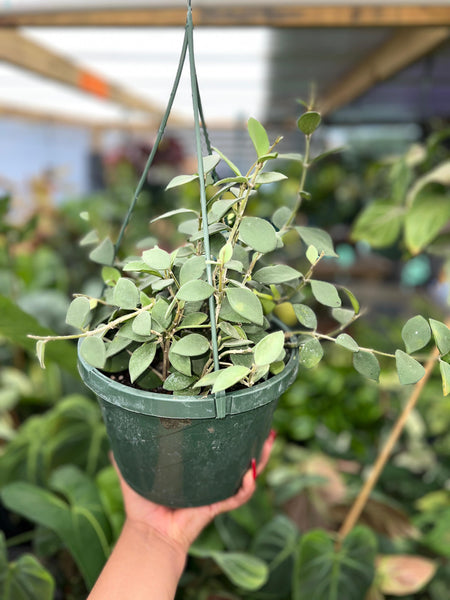 HOYA NUMMULARIOIDES 8"