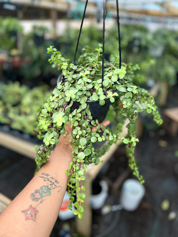 PORTULACARIA AFRA 5"