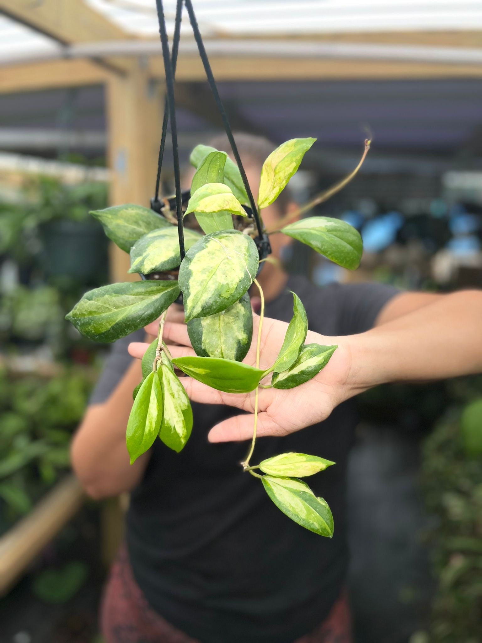 HOYA INCRASSATA VARIGATED 5"