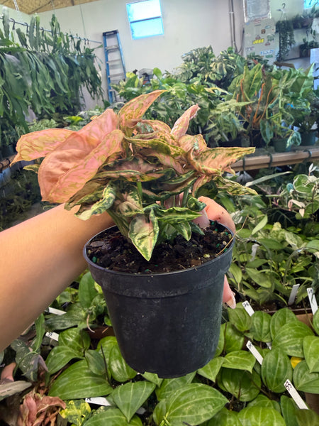SYNGONIUM PINK ROLLI 4" GROWER CHOICES