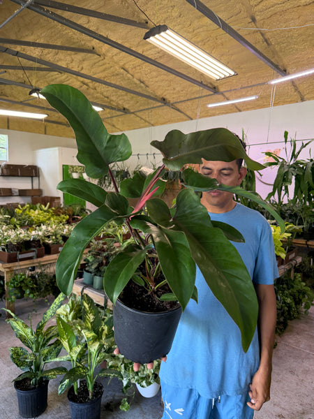 PHILODENDRON FLORIDA BRONZE 2 GALLONS GROWER CHOICES