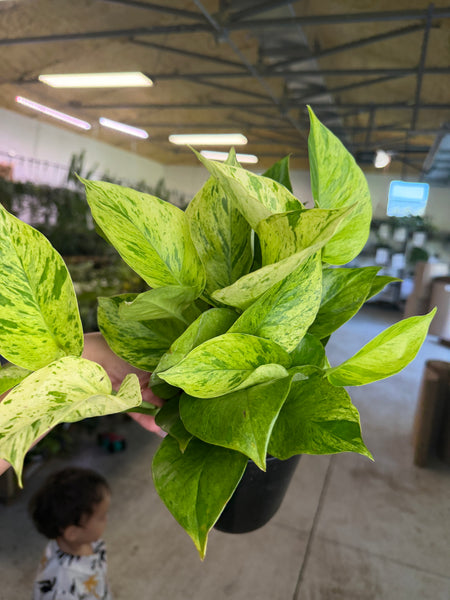 POTHOS JESSENIA BRIGHT 5.5" GROWER CHOICES