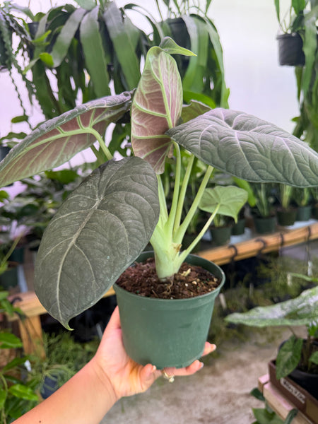 ALOCASIA MAHARANI 6" GROWER CHOICES