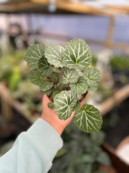 SAXIFRAGA STOLONIFERA 4"