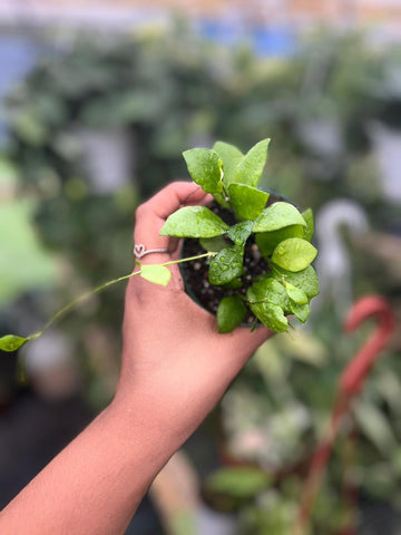 HOYA HEUSHKELIANA 3"