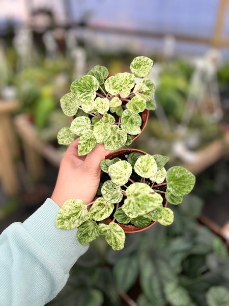 PEPEROMIA FRECKLES VARIEGATED