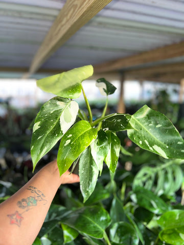 PHILODENDRON WHITE WIZARD 4"
