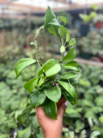 HOYA QUINQUINERVIA 4"