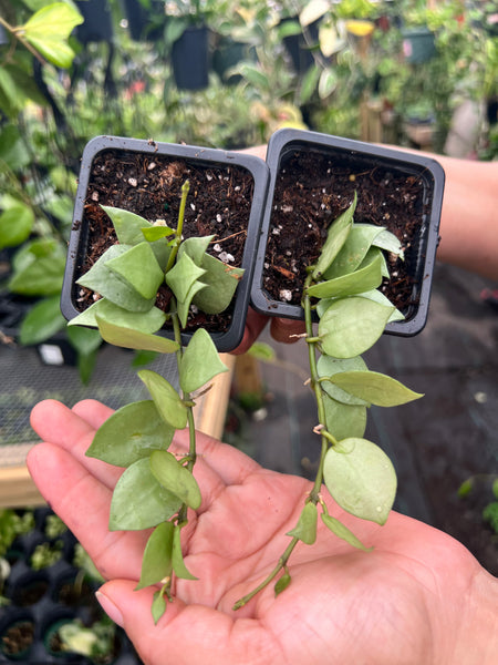 HOYA LACUNOSA FULL MOON 3"