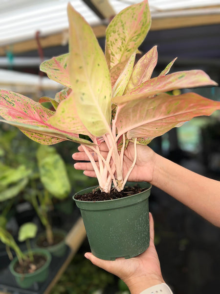 AGLAONEMA BIG ROY 6"