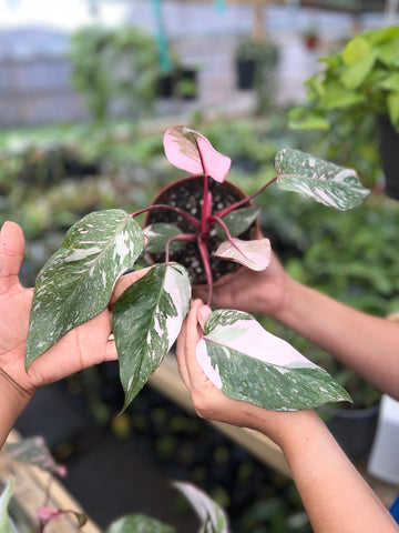 PHILODENDRON PINK PRINCESS MARBLE 4"