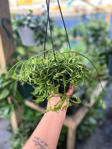 RHIPSALIS OASIS 4"