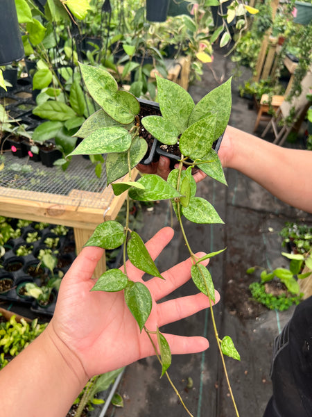 HOYA PARASITICA BLACK MARGIN SILVER SPLASH 3"