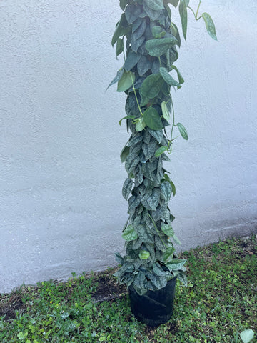 SCINDAPSUS EXOTICA 5 GALLONS 80 inch tall