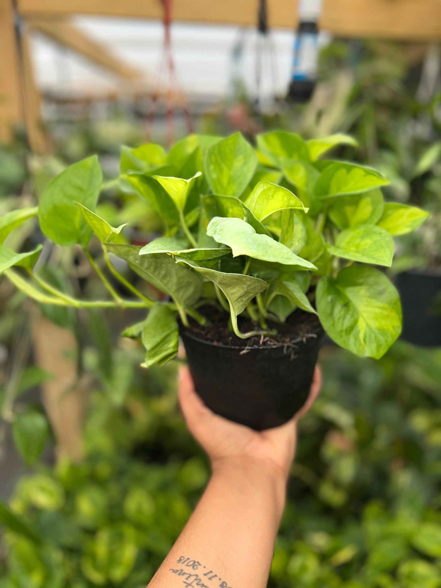 POTHOS GLOBAL GREEN 6"