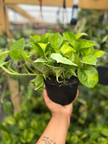 POTHOS GLOBAL GREEN 6"