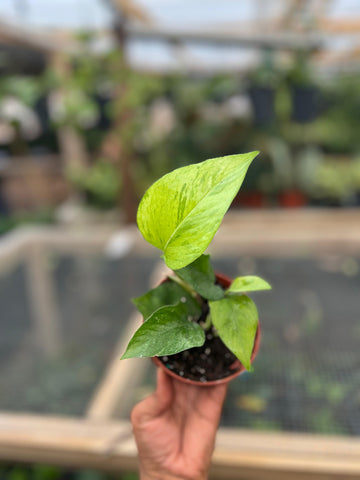 POTHOS JESENIA 4"