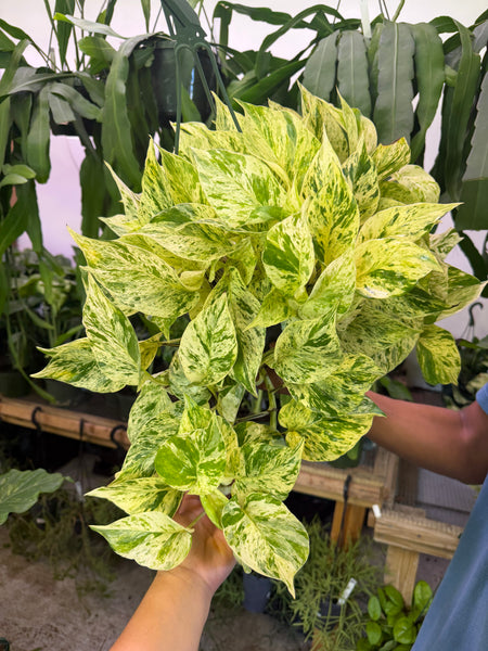 POTHOS SNOW QUEEN 8" GROWER CHOICES