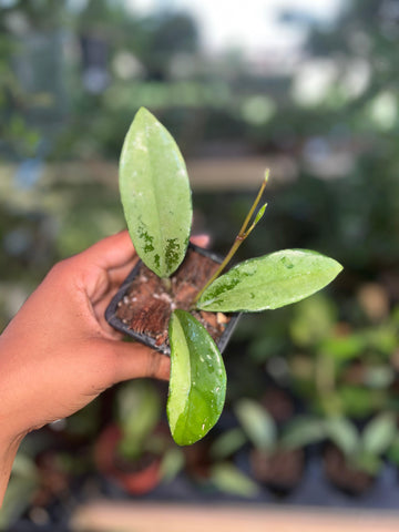 HOYA AH 074 silver 3"