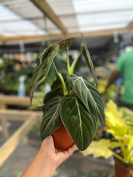 PHILODENDRON MELANO 6"