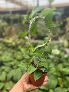 HOYA POTSII 4"