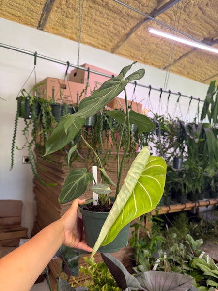 PHILODENDRON GLORIOSUM 6" GROWER CHOICES