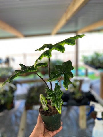 ALOCASIA JACKLYN 4"