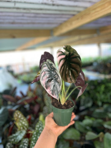 ALOCASIA CUPREA 4"