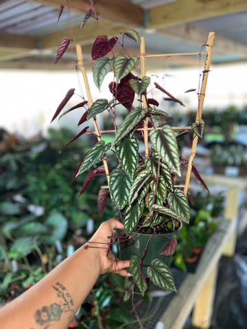 CISSUS DISCOLOR 6" (TRELLIS)