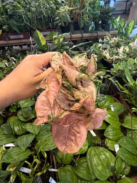 SYNGONIUM PINK ROLLI 4" GROWER CHOICES
