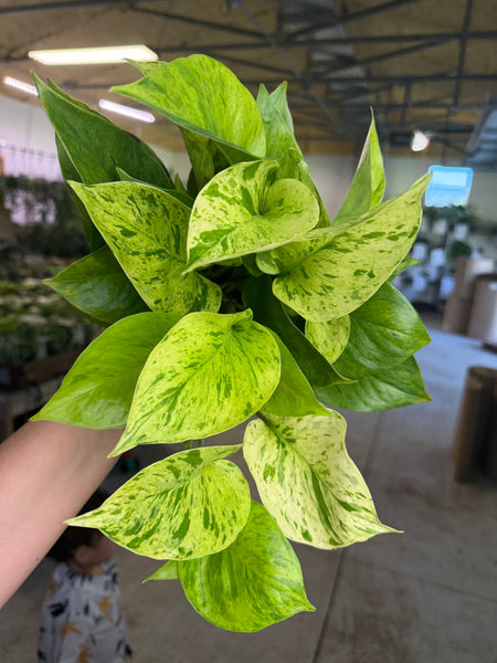 POTHOS JESSENIA BRIGHT 5.5" GROWER CHOICES