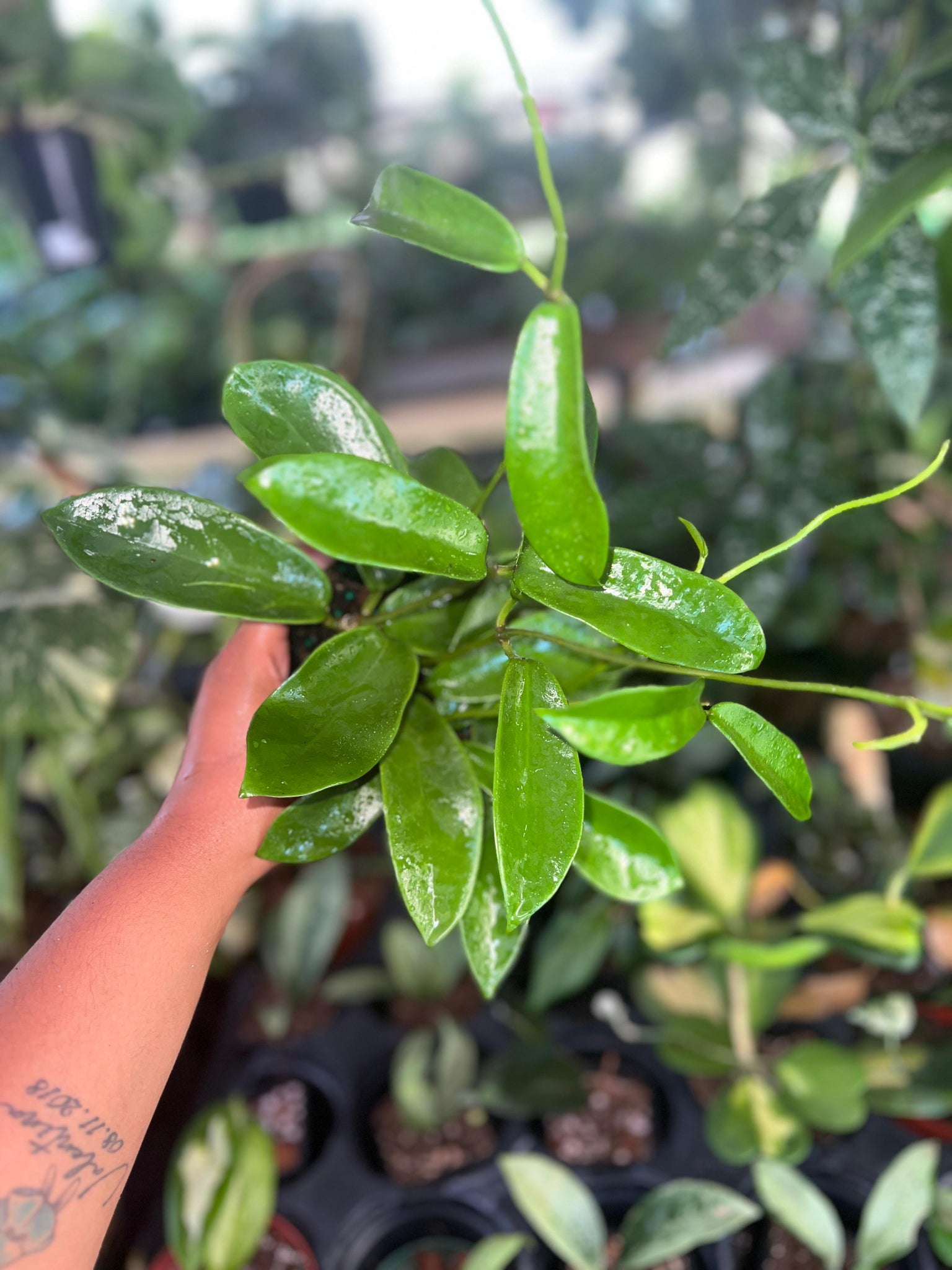 HOYA MELIFLUA 4"