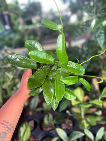 HOYA MELIFLUA 4"