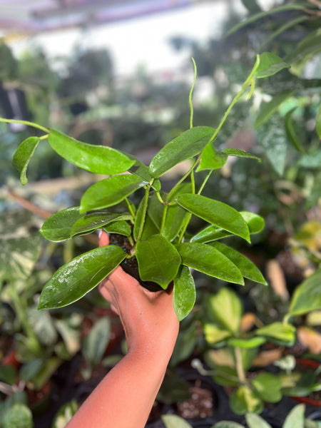HOYA MELIFLUA 4"