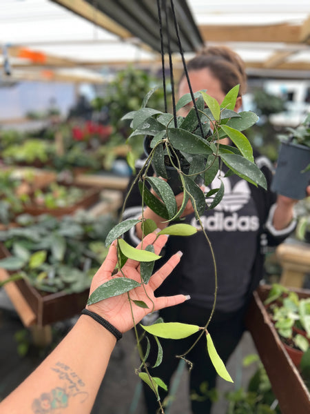 HOYA PHUWAENSIS 5"