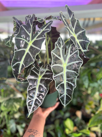 ALOCASIA POLLY 6"