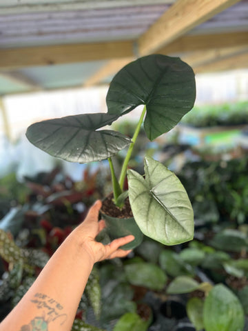 ALOCASIA REGINAE 4"