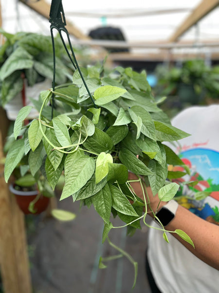 POTHOS CEBU BLUE 8"