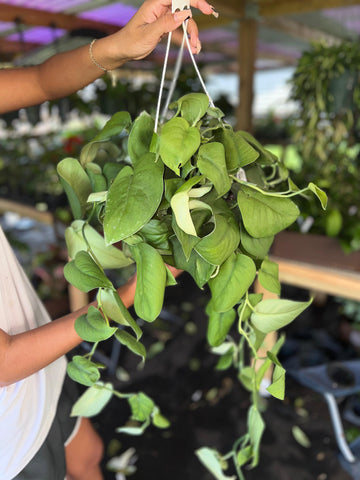 SCINDAPSUS JADE SATIN 8"