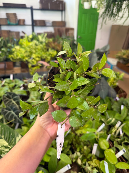 HOYA KROHNIANA SPLASH 4" GROWER CHOICES